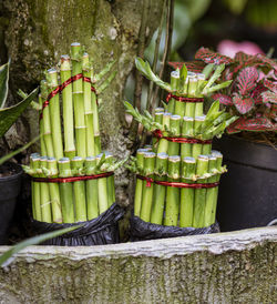 Close-up of bamboo