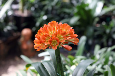 Close-up of yellow flowering plant