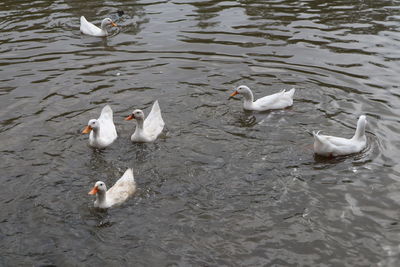 High angle view of swans swimming in lake