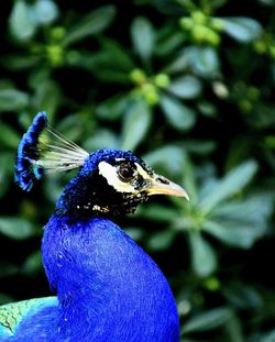 Close-up of a peacock