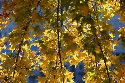 Low angle view of yellow flowering tree