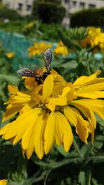 Close-up of butterfly pollinating on yellow flower