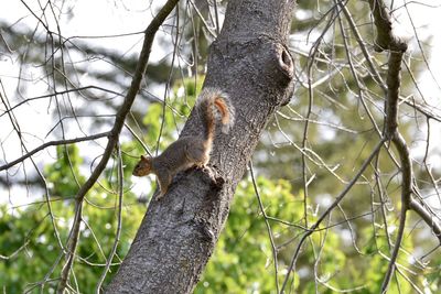 Low angle view of squirrel on tree