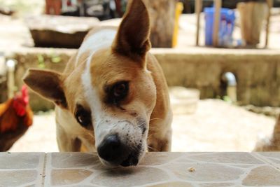 Close-up of dog