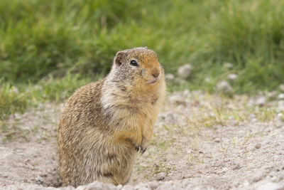 Close-up of squirrel on field