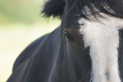 Close-up of a horse