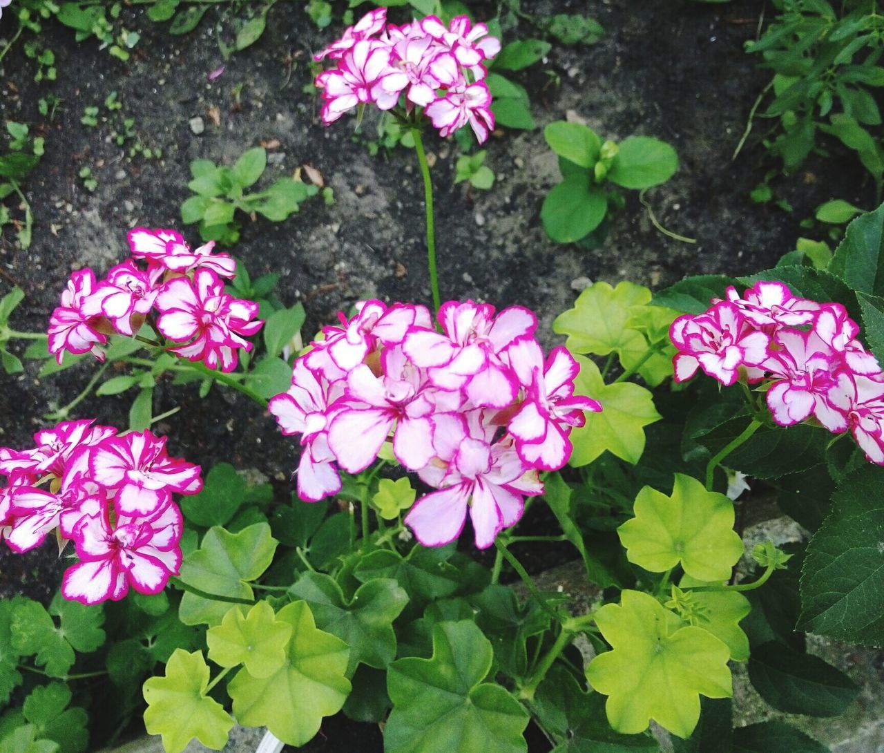 flower, petal, fragility, freshness, growth, nature, beauty in nature, pink color, plant, leaf, outdoors, high angle view, day, flower head, purple, no people, green color, blooming, close-up, periwinkle, zinnia