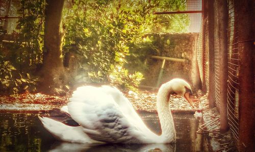 Close-up of swan swimming on water