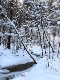 Snow covered land and trees in forest