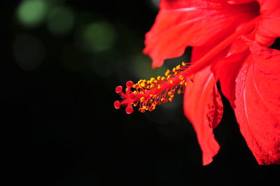 Close-up of red flowers