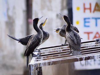 Close-up of birds perching on wood