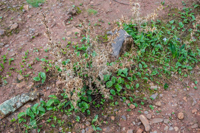 High angle view of plants on field