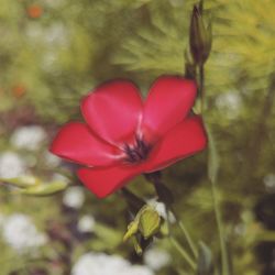 Close-up of red flower blooming outdoors