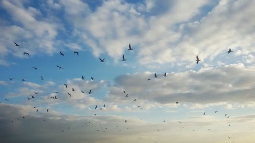 Low angle view of birds flying against sky