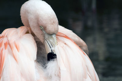 Close-up of a bird