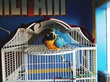Bird perching in cage