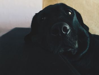 Close-up portrait of black dog