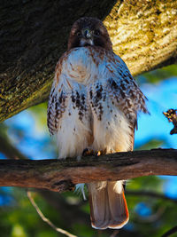 Close-up of bird perching on branch