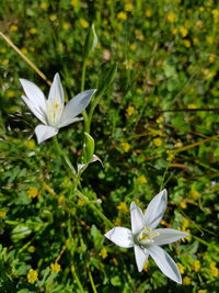 Close-up of white flowering plant
