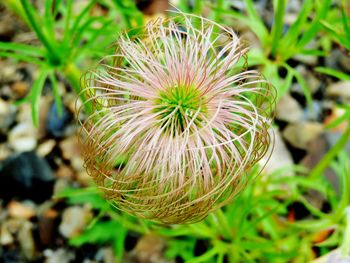 High angle view of flowering plant on field