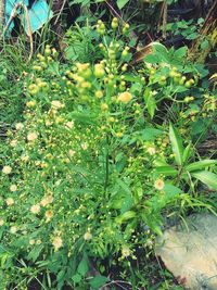 Close-up of flowers growing on plant