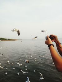 Flock of seagulls flying