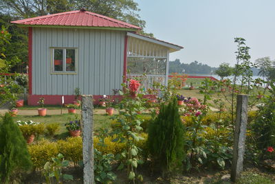 Plants growing in front of building