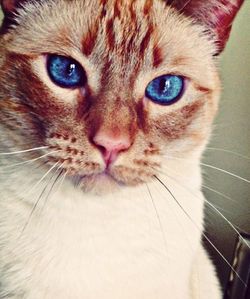 Close-up portrait of cat