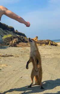 Full length of a hand on the beach