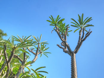 Low angle view of spiky desert plant with green leaves against clear blue sky