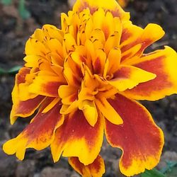 Close-up of yellow flower