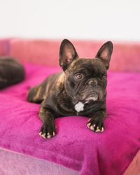 Close-up of a dog lying on bed