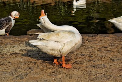 Close-up of ducks