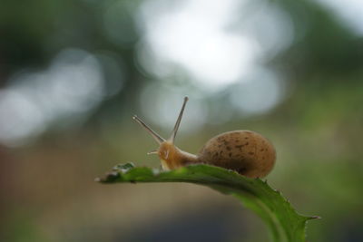 Close-up of snail on plant