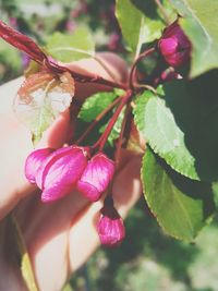 Close-up of pink flower tree