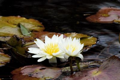 Close-up of lotus water lily in pond