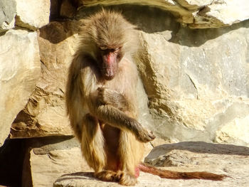 Close-up of monkey on rock