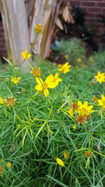 Close-up of yellow flowers