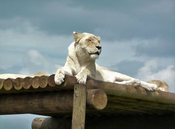 Low angle view of white lion sitting on wooden shade at zoo