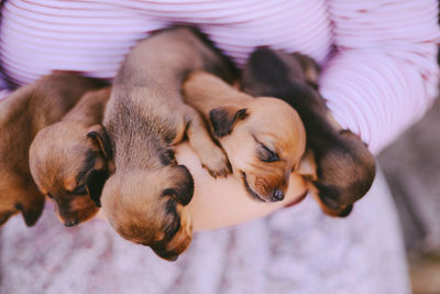 High angle view of puppies sleeping