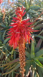 Close-up of red flowers