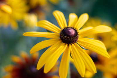 Close-up of yellow daisy flower