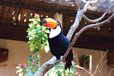 Low angle view of parrot perching on tree