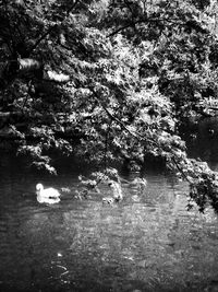 Tree by lake