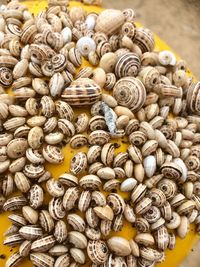 High angle view of shells