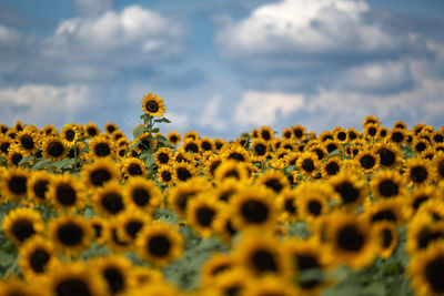 sunflower