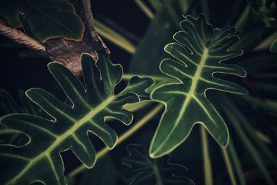 Close-up of fresh green leaves on field