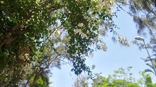 Low angle view of trees