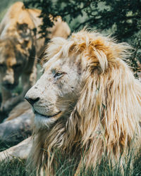 Lion laying down 