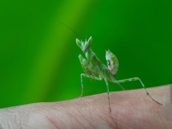 Close-up of insect on hand